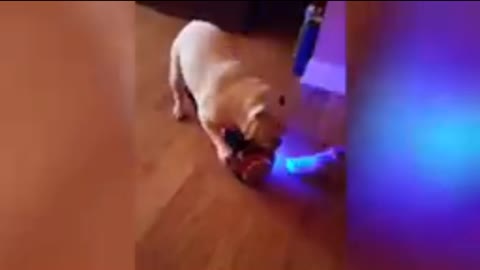 Dog twirls with hover board