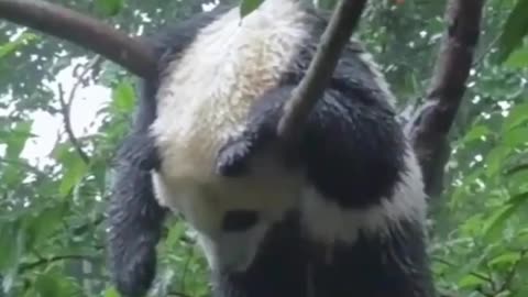 Baby Panda sleep in a tree ☺️☺️☺️