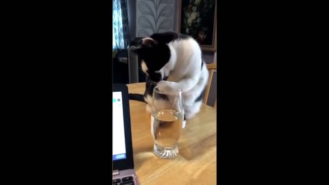 CAT FAILS