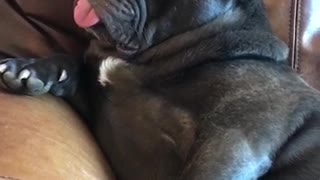 Passed Out With His Tongue Out