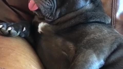 Passed Out With His Tongue Out