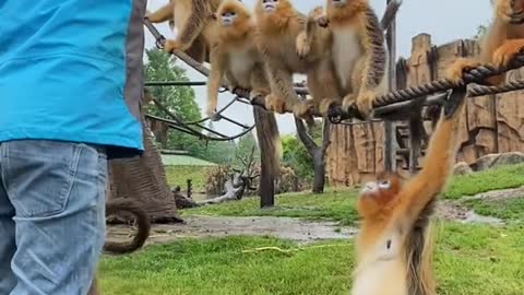 Every baby golden monkey has it