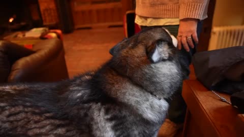 My Husky Tells My Mum Off For Getting LOST!