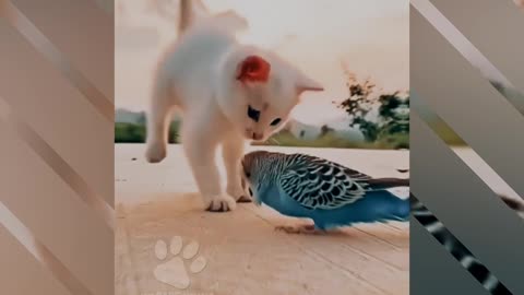 Cat and Parrot Friends
