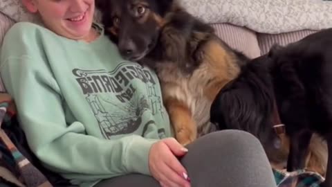 Dog: You go away, mother is mine! Pet cures dog reunion