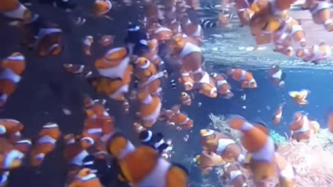 Sealife Centre #vlog #explore #trending