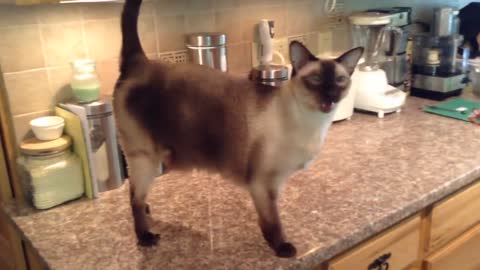 Chat with a Talkative Siamese
