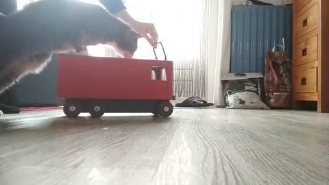 Teaching my cat to drive the firetruck. The first steps.