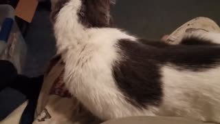 Lap Cat ASMR