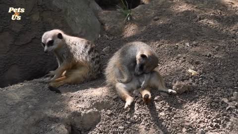 Amazing Facts About Mongoose (2022) | Pets and Us