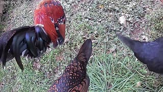 bantam birds