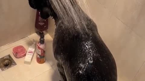 The owner is bathing the dog with shampoo, also brushing the dog's teeth.
