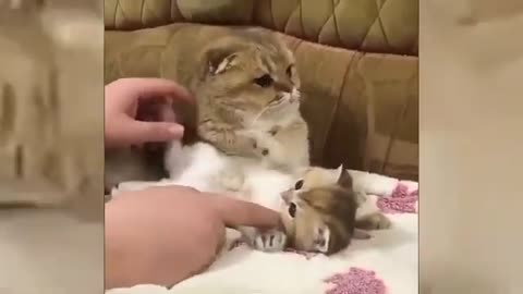 Cute and Funny Cats Compilation 2019