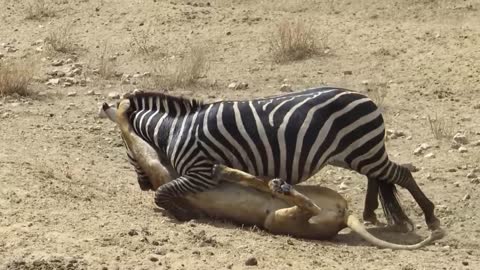 Amazing: Lion vs Zebra with unexpected escape