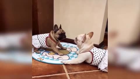 Cutest Dogs try to scare each other Funny Video - Funny Animals