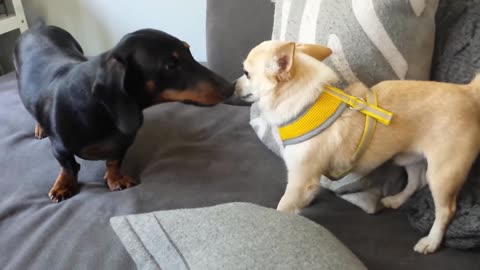 Sausage dog ALWAYS makes a fight