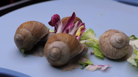 Snail Eat salad fast