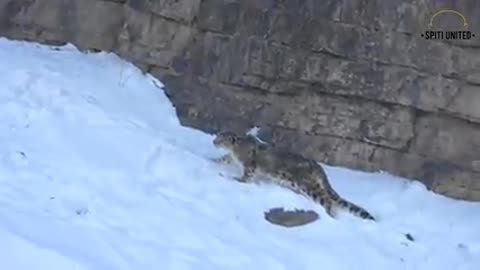 Snow leopard hunting