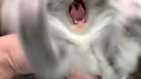Cat scary his acts