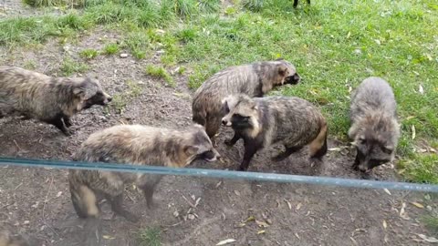 Noisy Raccoon Dogs