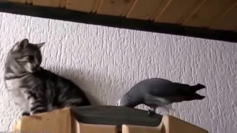 funny bird best parrot vs funny cat video