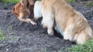 Dog Tosses Dirt Into Sibling's Face