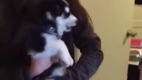 Siberian Husky Dog's Puppy taking