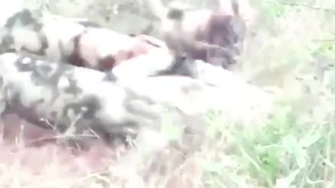 Hyenas fight wild dogs