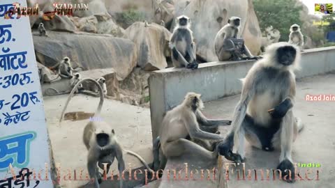 Funny Monkeys.Indian Langur snatching and eating food.Hanuman Bandar.Macaque.Monkey