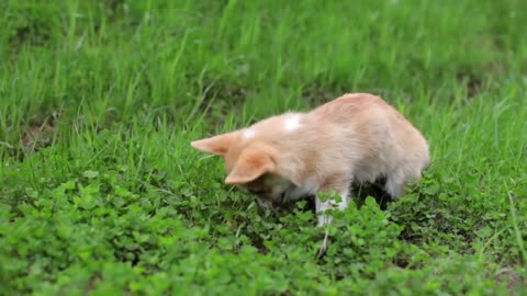 Corgi Puppy on the Green Grass