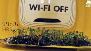 Il wi-fi danneggia le piante