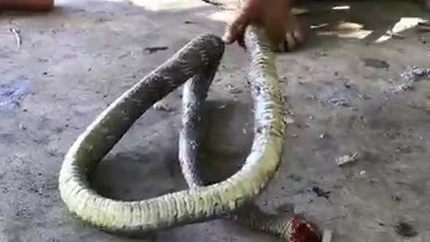 Man and smart dog catching and eat snake