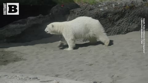 Twin Polar Bear Cubs Find New Home at Point Defiance Zoo and Aquarium