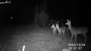 12/24/22 DEER GROUP