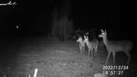 12/24/22 DEER GROUP