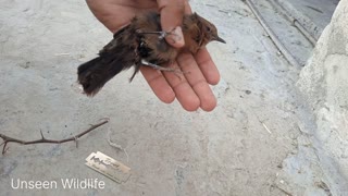 Rescuing a Bird Tangled on a Stick with String