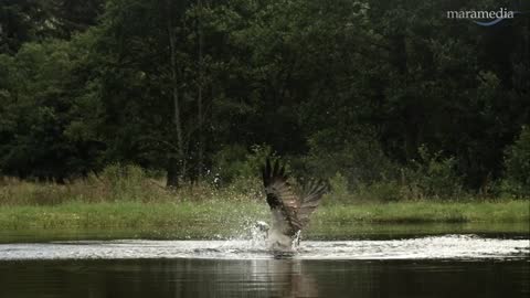 An osprey fishing in spectacular super slow motion | Highlands - Scotland's Wild Heart