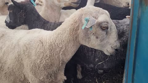 Sheepdog trial: holding sheep