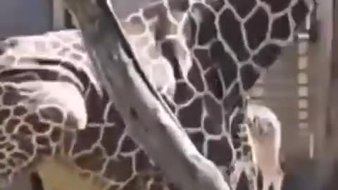 The scary situation with a giraffe in the zoo