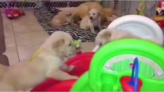 Adorable Golden Retriever puppies play on slide