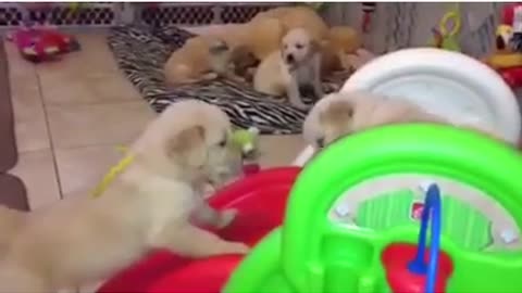 Adorable Golden Retriever puppies play on slide