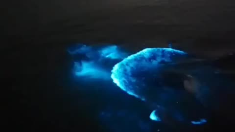 Bioluminescent bathing on Merritt Island, USA