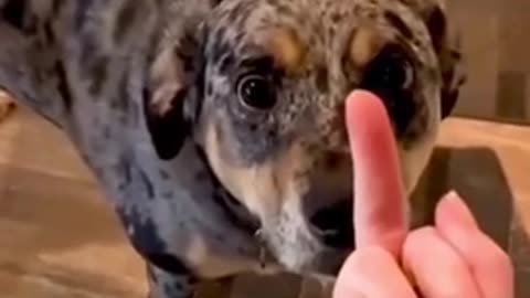 Dog funny reaction Middle finger 😂