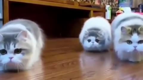 Best Funny Animal Videos Of The 2023 🤣