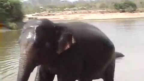Cute Elephants bathing water video