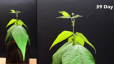 Growing Red Bean - Time Lapse