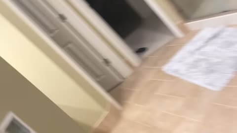 Mischievous Cat Flickers Light Switch