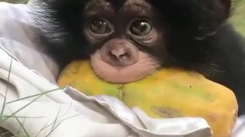 Baby Monkey Eating Fruit