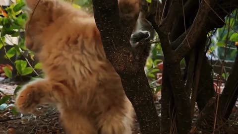 Furry Friend vs. Tree Trunk: A Kitten's Day Out 🌳🐈