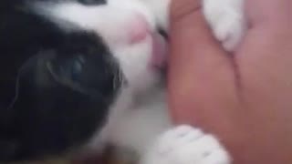 Playing With My Cat